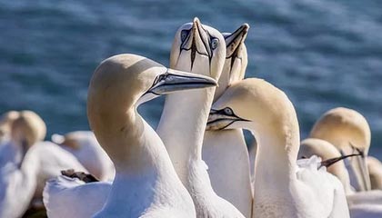 Kaiyun官方登录入口-楚阿梅尼被评为欧洲杯最佳中场