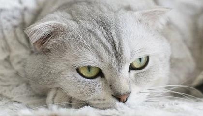 开云平台-塞尔维亚女篮在欧洲锦标赛中全力拼搏，享受荣誉时刻，塞尔维亚女篮球