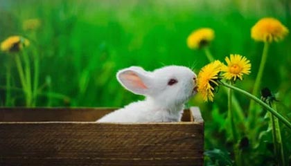 开云官方网页登录-高强度快节奏比赛中谁的表现最稳定，快节奏进攻