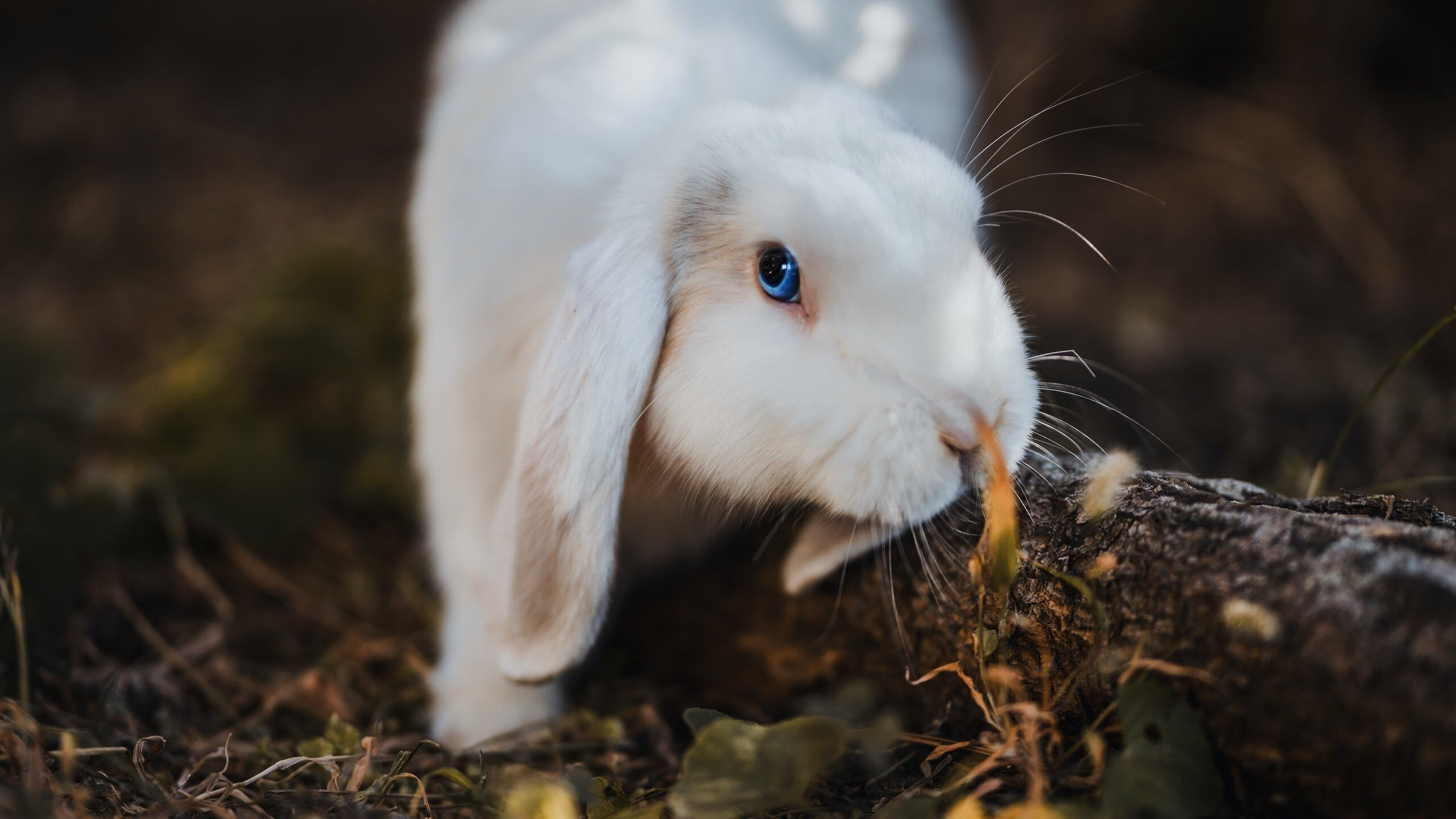 快船打造球员私人休息舱,结合高科技恢复设备,快船自己的球馆