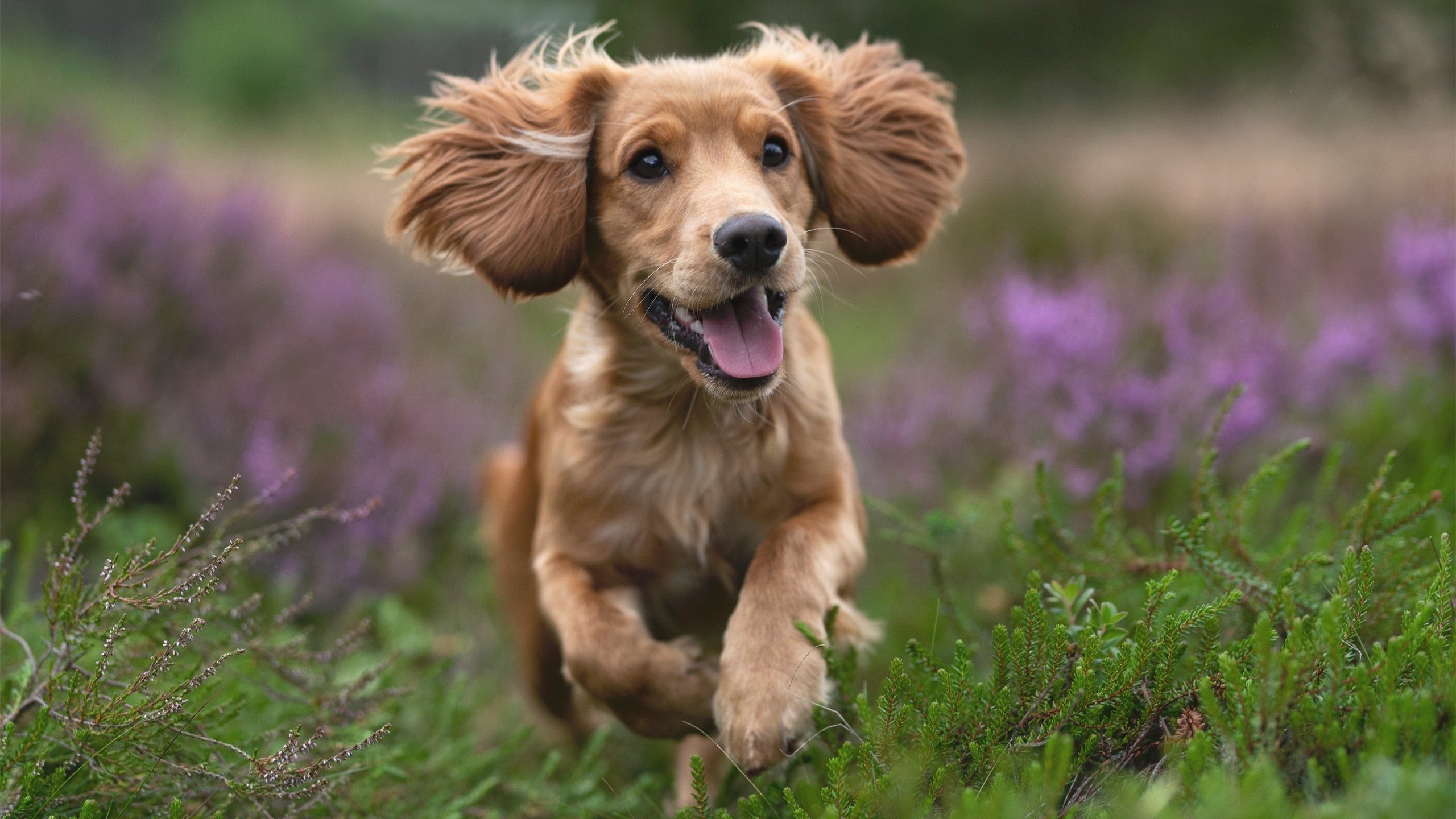 开云网站-克罗地亚客场胜挪威，步入稳定发挥期，克罗地亚大胜