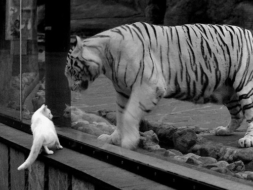 国内足球联赛阵容调整频繁，球队整体实力提升，中国足球联队