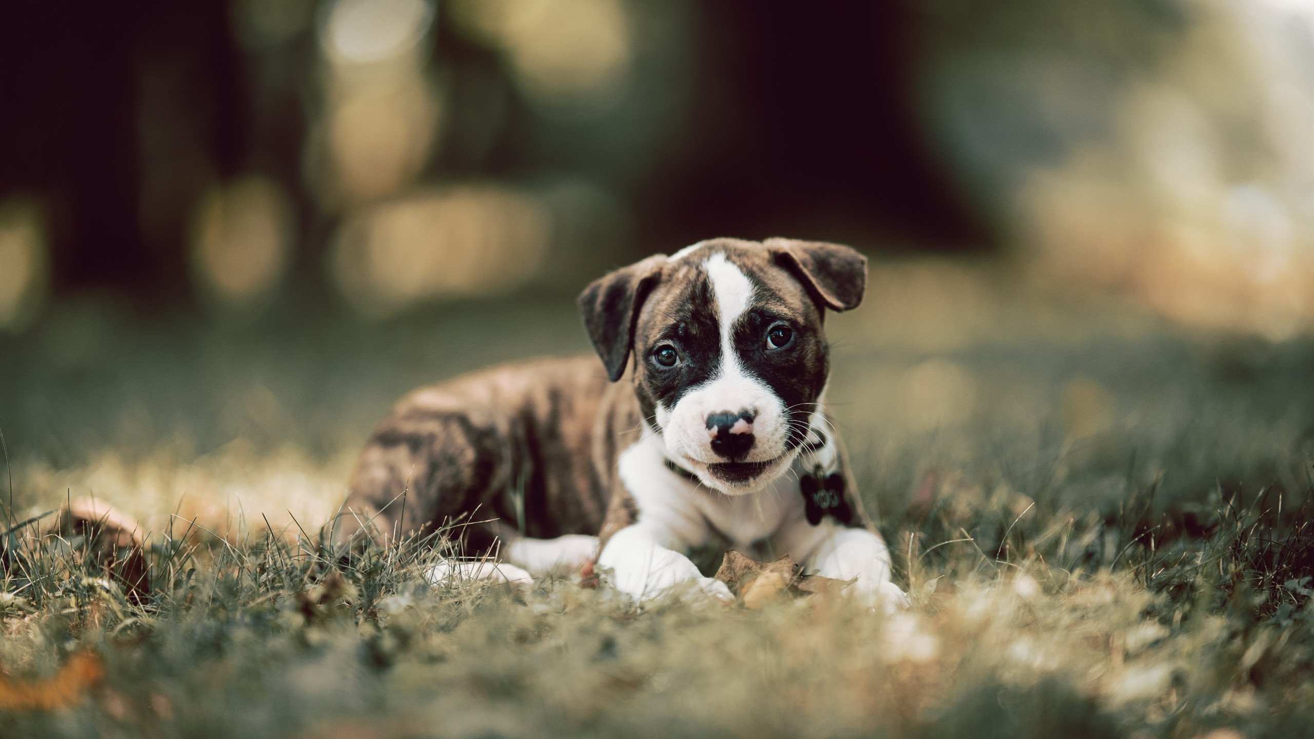 Kaiyun官方登录入口-芬兰队在欧预赛比赛中失利，摆脱出线压力，芬兰已组联赛