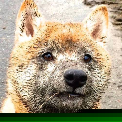 基层足球教练培训缺乏规范,基层足球教练的未来