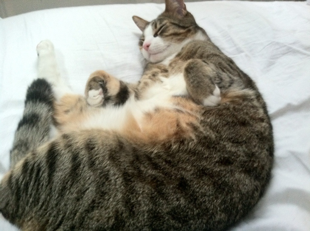 世界杯足球场的智能照明系统，智能化足球场