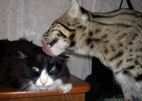 林丹被授予羽毛球推广公益奖章，林丹羽毛球奖项