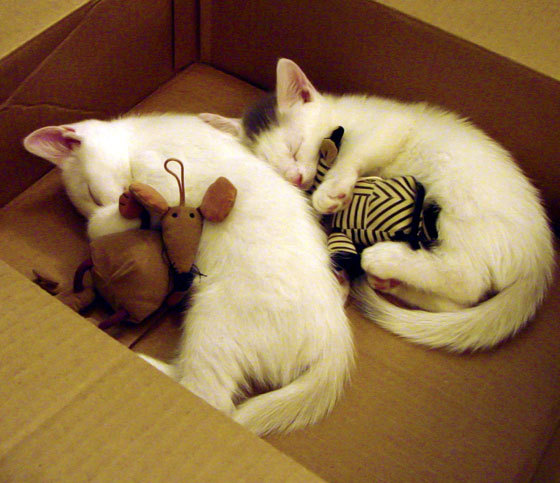 开云体育APP下载-欧洲杯绝美瞬间：战术配合带来的视觉盛宴，欧洲杯详解