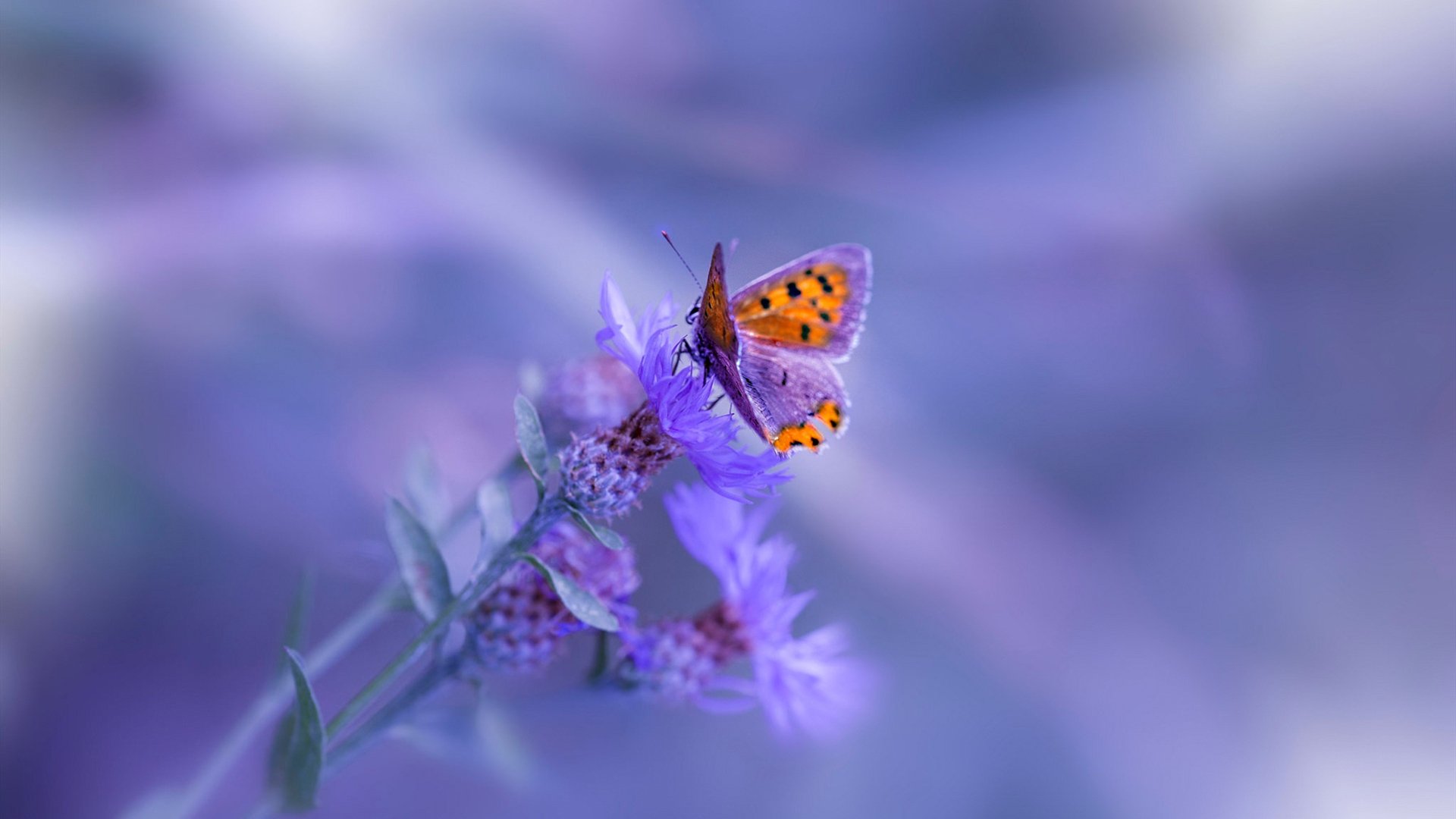 米兰双雄状态火热，争夺意甲冠军进入白热化